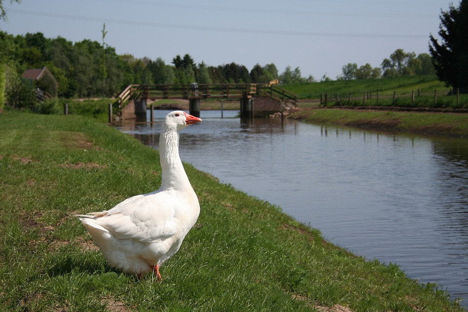 Waterpeil daalt geleidelijk