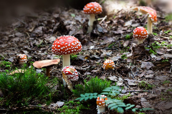 Paddenstoelen: kijken mag, plukken niet!