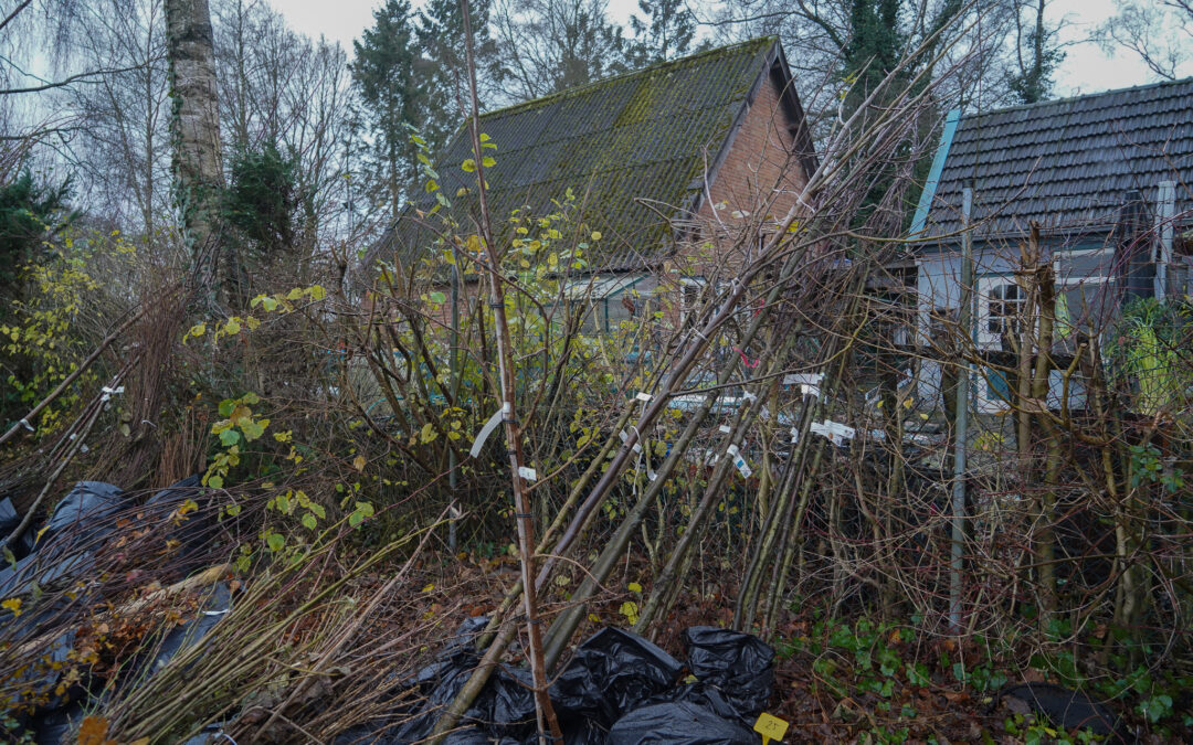 Inwoners buitengebied Vaassen en Wenum Wiesel planten honderden bomen en duizenden struiken voor landschap en biodiversiteit