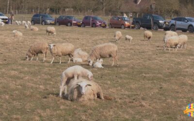 Knuffelen met lammetjes op Lammetjesdag in Heerde